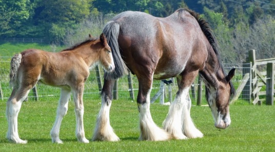 Shirehorse and foal.