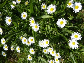 Daisies. Of course.