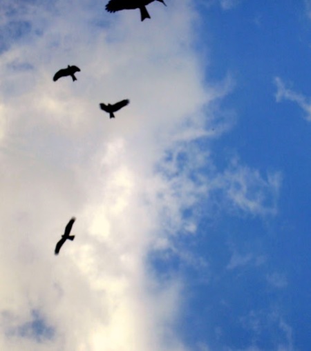 Eagles fly above Bangalore