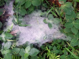 More spider's webs