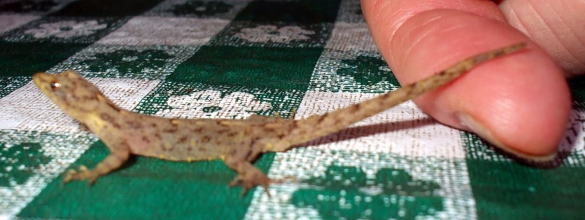 The only gecko I ever saw in India