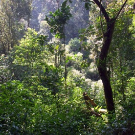 Forest at Gurukula