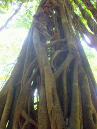 The strangler fig climbs up the host tree: then strangles the tree to death.
