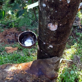 Collecting cup on a rubber plant