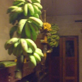 Bananas in the pantry