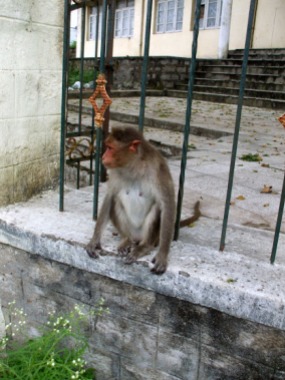 Resident monkey