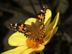 Painted Lady1
