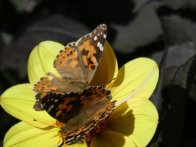 Painted Lady2