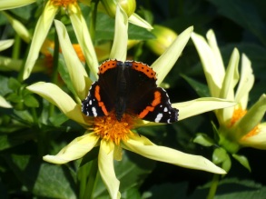 Red Admiral1