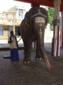 A blessing from the temple elephant.