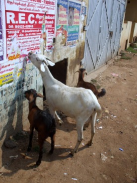 Goats eat breakfast in Thanjavur