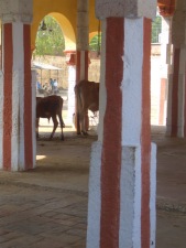 Temple cattle