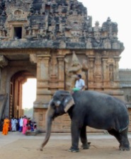 Temple elephant, Thanjavur