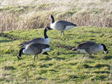 Greylag geese.