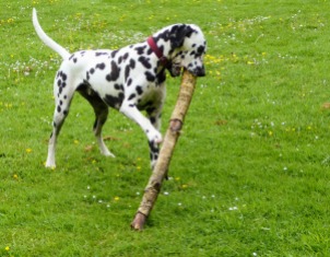 This is Brian, who's moved on from living with my daughter's family. As a puppy, he was keen on sticks.