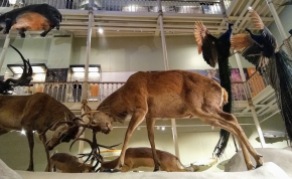 The Natural History Gallery.
