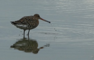 A godwit at Slimbridge, Gloucestershire. A happy day with our daughter-in-law's mum, who knows about birds.