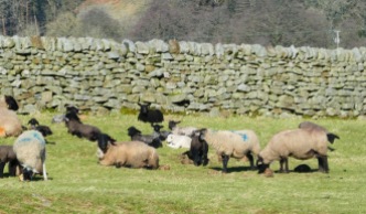 White mums, black lambs.