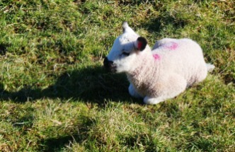 A single lamb resting near its mother.
