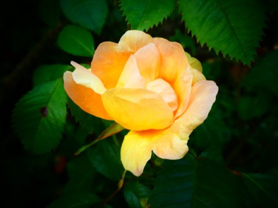 The obvious one: a rose, but using a pinhole lens to direct attention to the only subject here: the smooth petals.