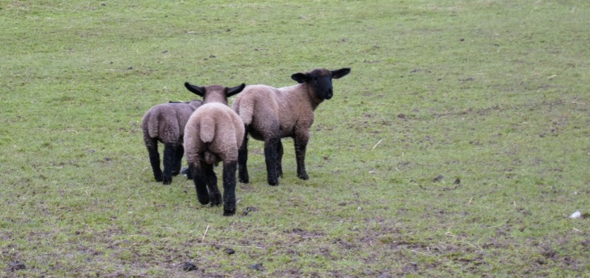 Teenage lambs.
