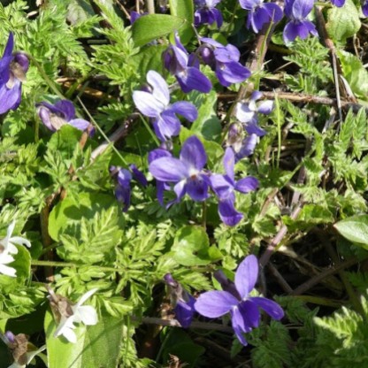 Violets. White ones are commoner round here, but for me, violets have to be -violet.