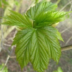 A young chestnut leaf.