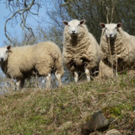 Sheep - always sheep round here .. near Masham ...