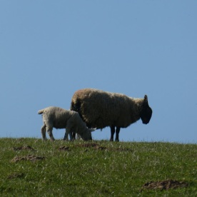 ... near Tanfield, with her lamb ...
