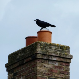 Crow on a roof.
