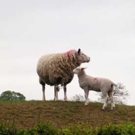...and another sheep and lamb in Tanfield.