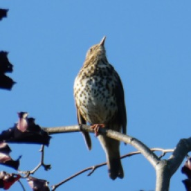 This thrush was our constant background summer during the month of May.