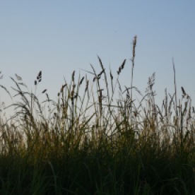 Spring grasses in a field near West Tanfield.