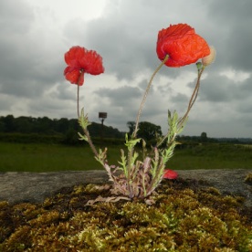 Poppies sneak a prime spot on the bridge at West Tanfield.