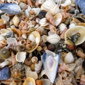 So many shells.