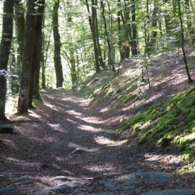 A woodland path on the Ripon Rowel walk.