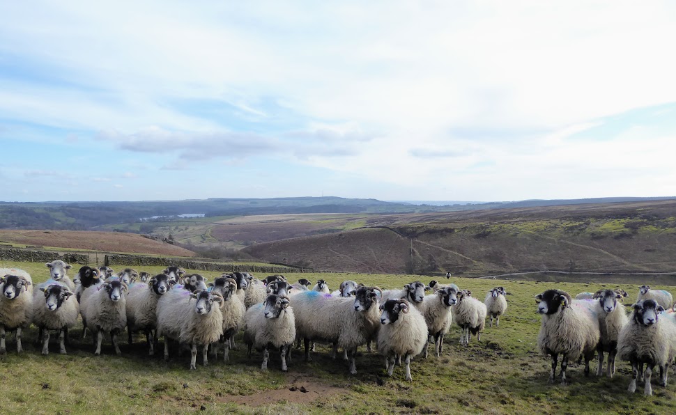 Monday Portraits of Dozens of Sheep