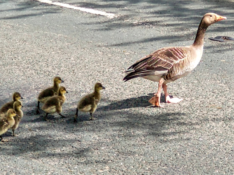 Why did the Greylags cross the road?
